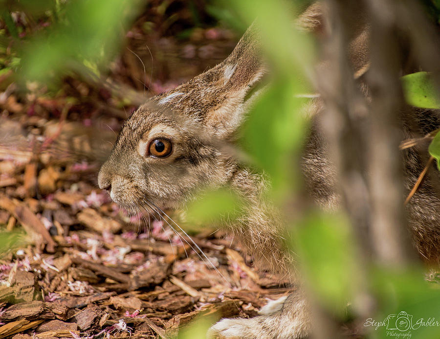 Peter Rabbit Photograph by Steph Gabler