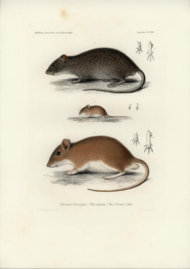 Peters Gerbil, Little Harvest Mouse, and Swamp Rat Drawing by J D L Franz Wagner
