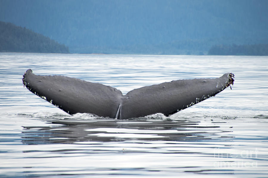 Petersburg AK Whale Tale 2 Photograph by Louise Magno