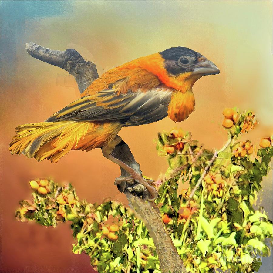 Petit Oiseau dans Plaqueminier or Small Bird in Persimmons  Photograph by Janette Boyd