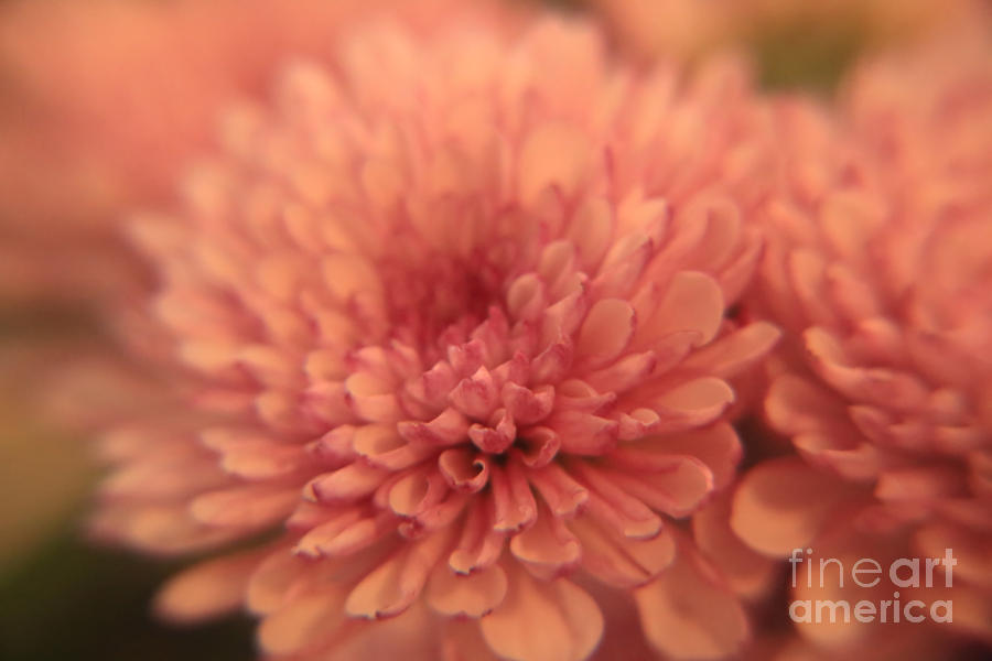 Petite Chrysanthemum II Photograph by Elizabeth Dow