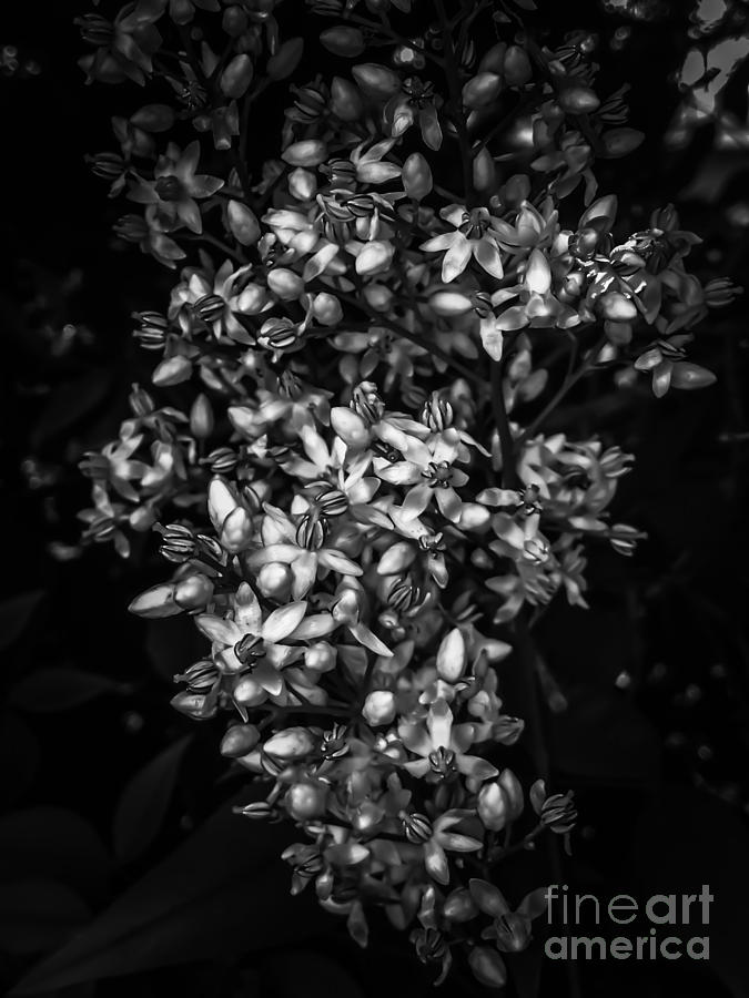 Black And White Photograph - Petite Noir Petals by Heather Joyce Morrill
