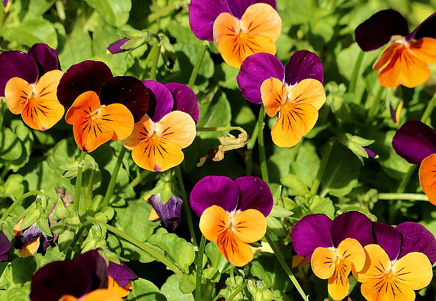 Petite Pansies Photograph by Sheila Brown