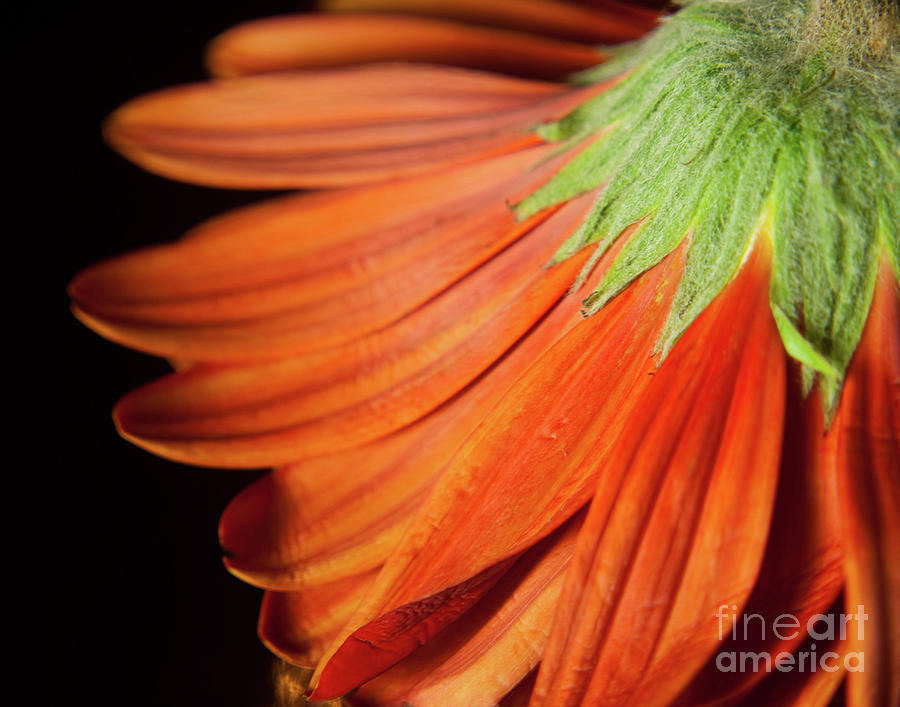 Petite Petals Nature / Botanical / Floral Photograph Photograph by PIPA Fine Art - Simply Solid