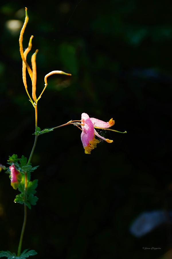 Petite Pink Flower Photograph by Steven Clipperton