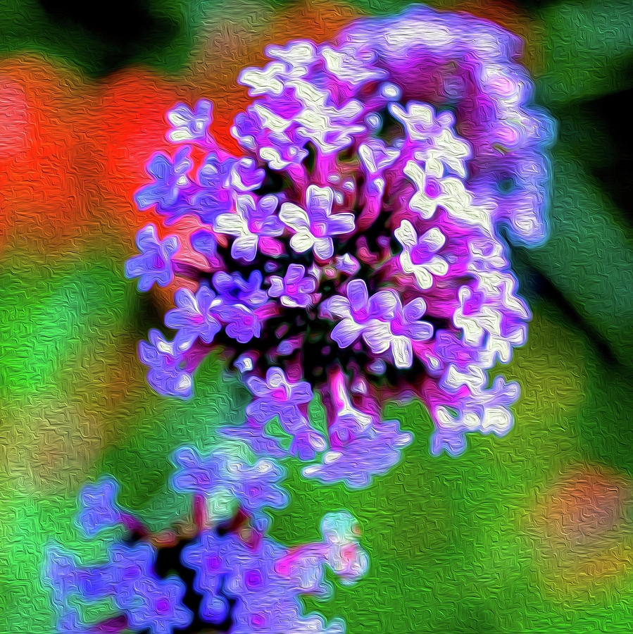 Petite Purple Verbena Photograph