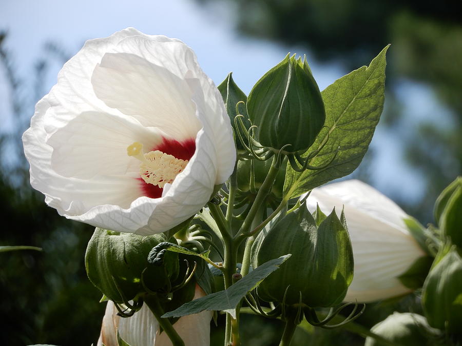 Poppy Photograph - Petite White Hibiscus by Tina M Wenger