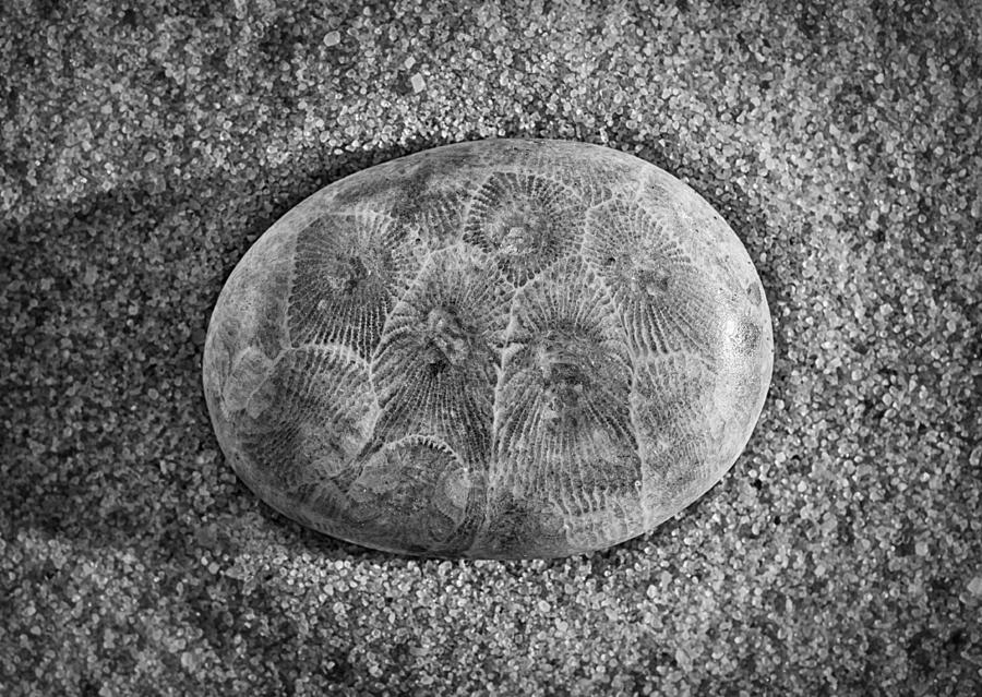 Petoskey Stone in Black and White Photograph by Matt Hammerstein