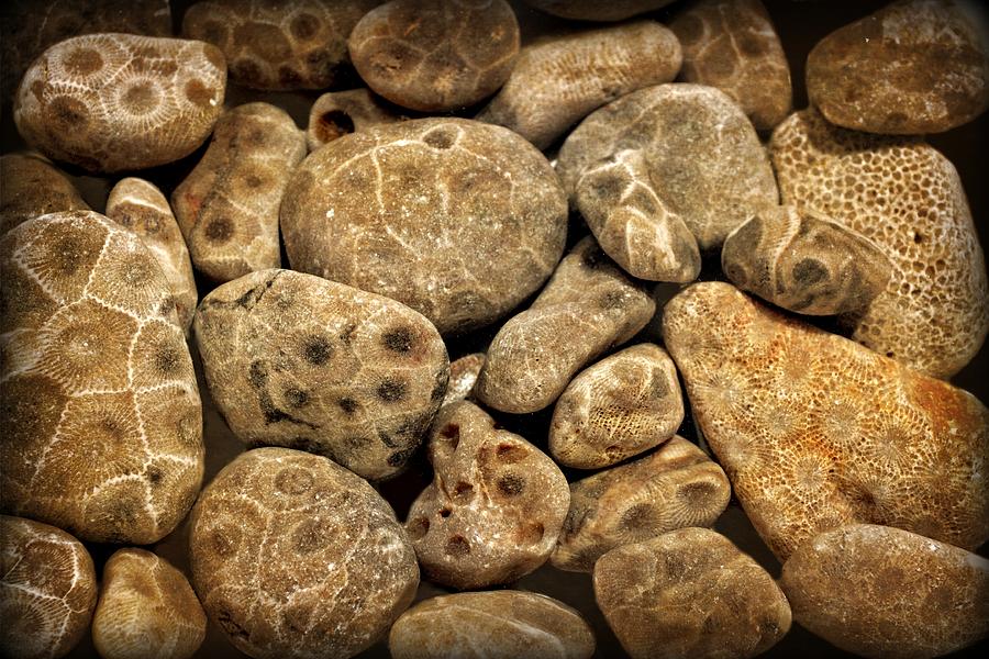 Petoskey Stones Vlll Photograph by Michelle Calkins