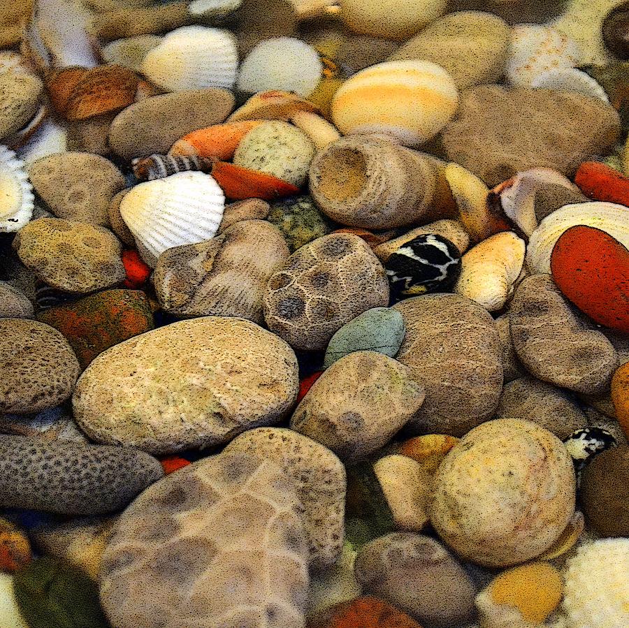 Petoskey Stones with Shells ll Photograph by Michelle Calkins