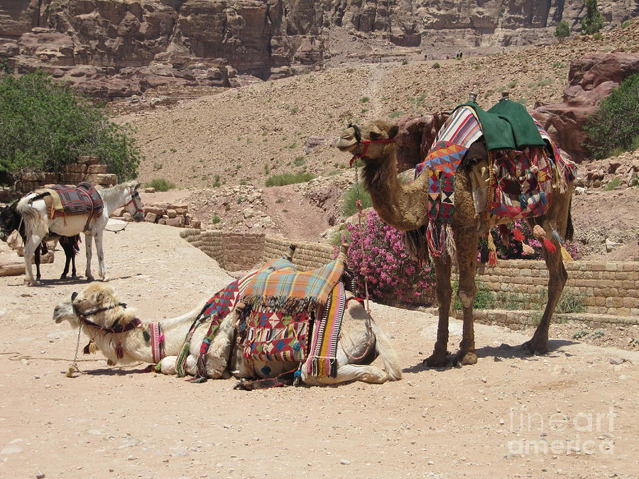 Petra Camels Photograph by Donna L Munro