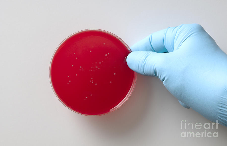 Petri Dish With Staphylococcus Photograph by George Mattei