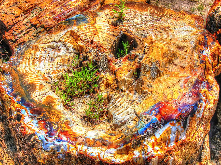 Petrified Abstraction No 2 Photograph by Andreas Thust