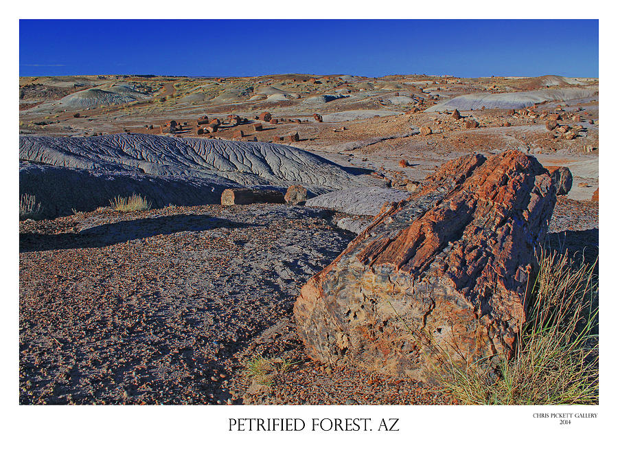 National Parks Photograph - Petrified Forest by Chris Pickett