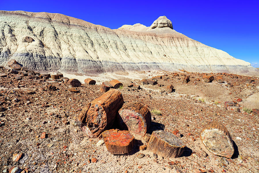 Petrified Forest II Photograph by Raul Rodriguez