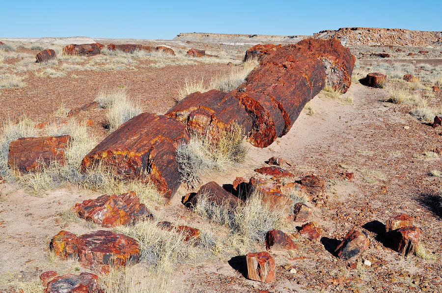 Petrified Forest Logs Photograph by Kyle Hanson