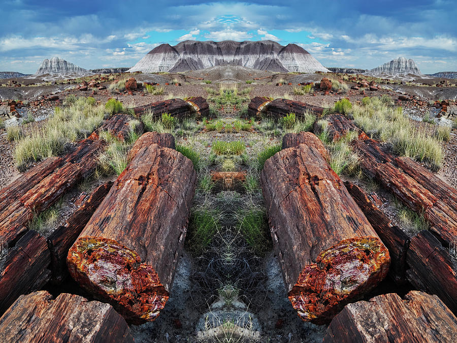 Petrified Forest Mirror Photograph by Kyle Hanson
