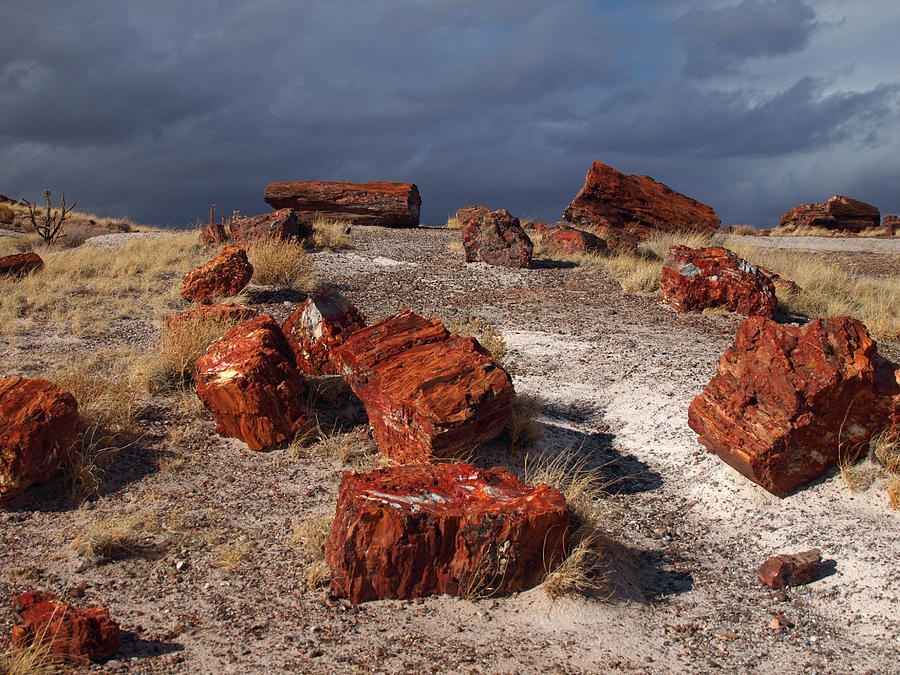 Petrified Forest National Park Photograph by James Peterson