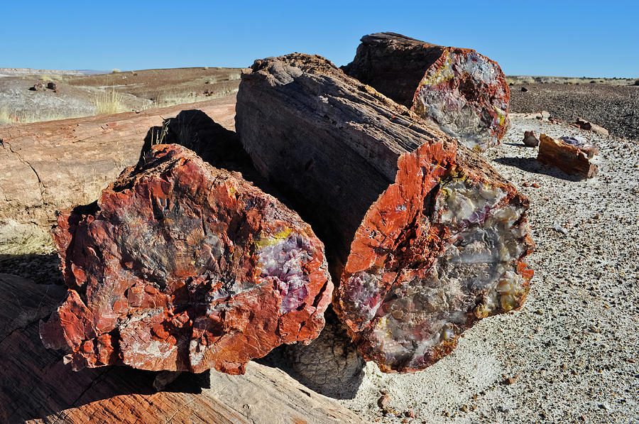 Petrified Logs Arizona Photograph by Kyle Hanson