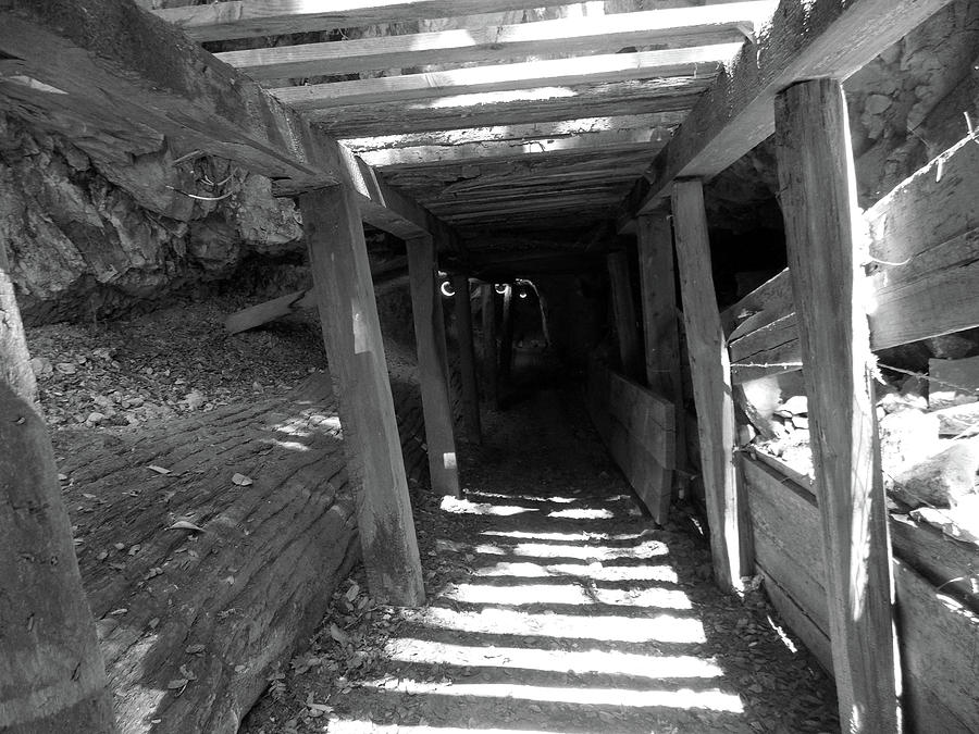 Petrified Redwood Excavation Photograph by K Bradley Washburn