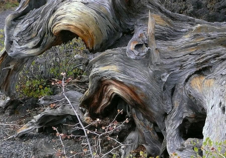 Petrified Tree Bark Photograph by Lori Seaman