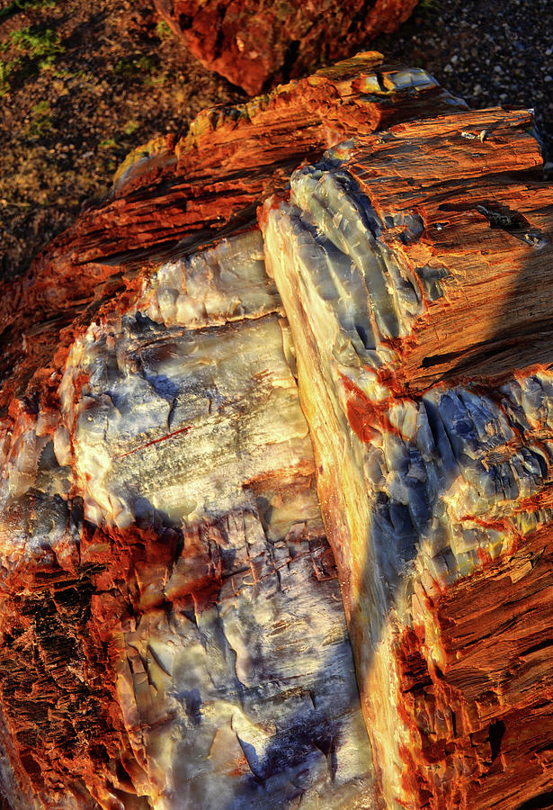 Petrified Wood 001 Photograph by George Bostian