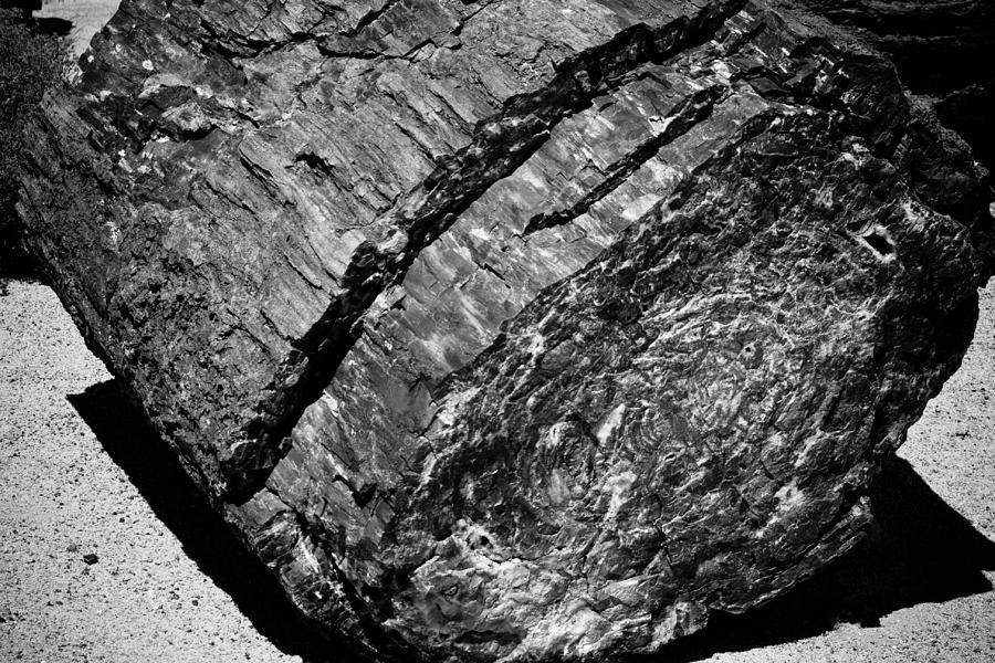 Black And White Photograph - Petrified Wood #4 by Robert J Caputo