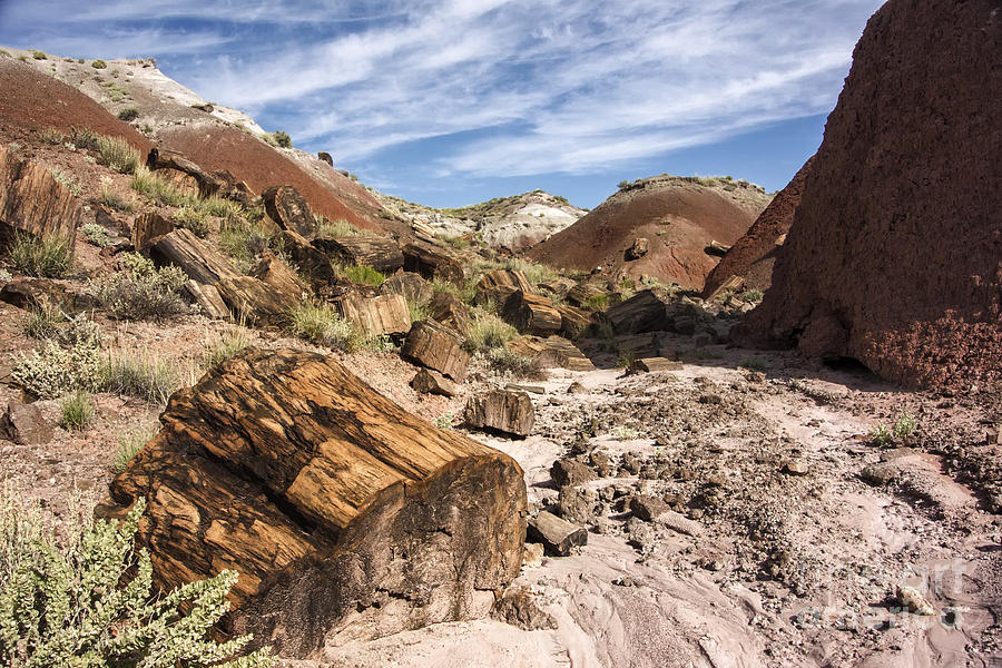 Landscape Photograph - Petrified Wood in the Painted Desert by Melany Sarafis
