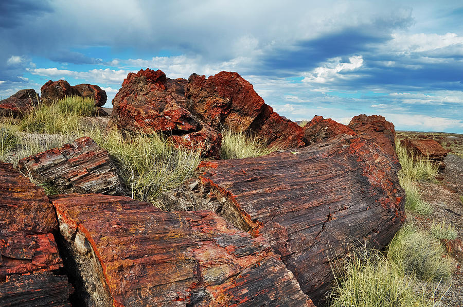 Petrified Wood Logs Landscape Photograph by Kyle Hanson