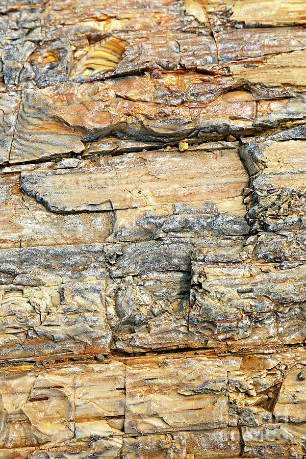 Nature Photograph - Petrified Wood Nature Abstract by Carol Groenen