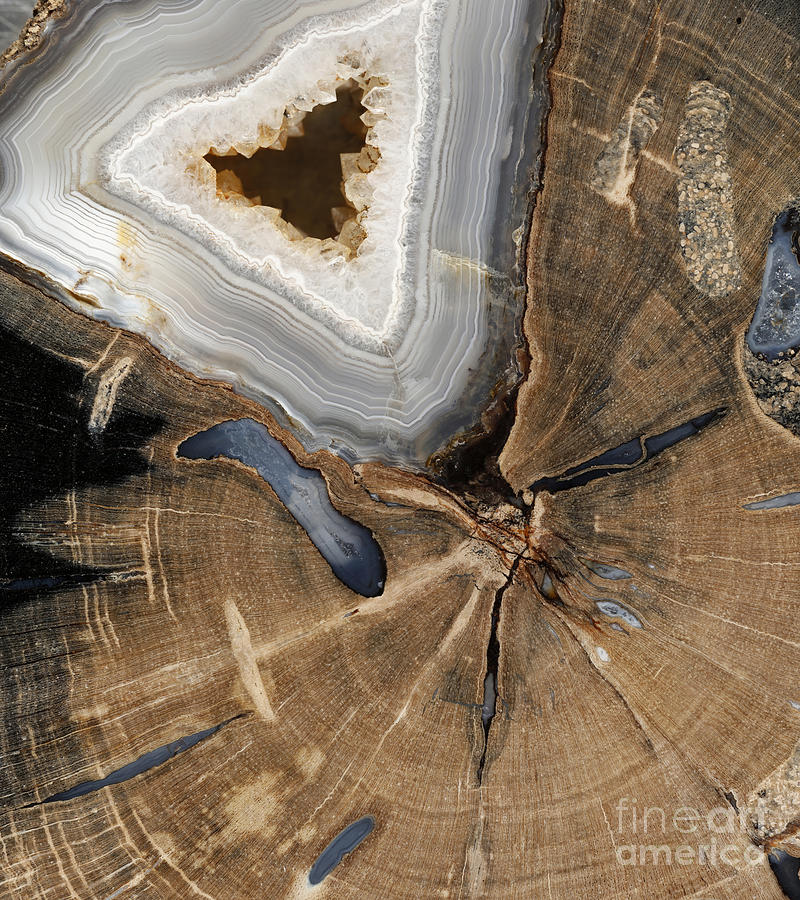 Petrified Wood Photograph by Ted Kinsman