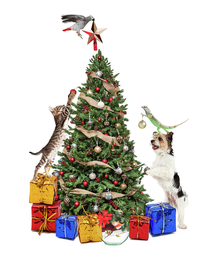Pets Decorating Christmas Tree Photograph