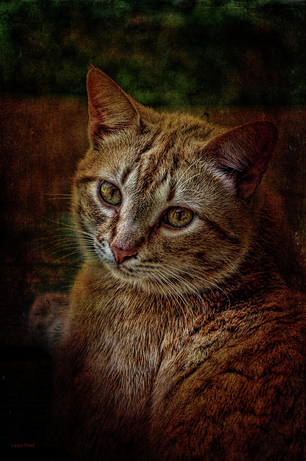 Pets Fat Cat Portrait 2 Mixed Media by Lesa Fine