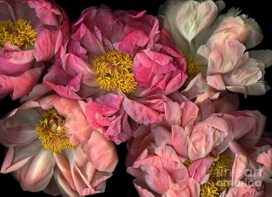 Flower Photograph - Petticoats by Christian Slanec