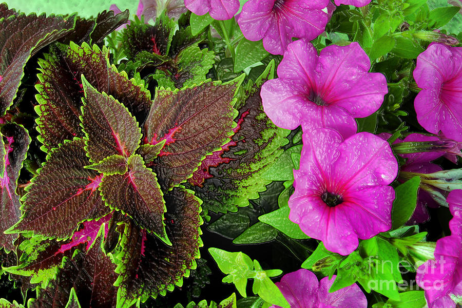 Spring Photograph - Petunia and Coleus by Jeff McJunkin