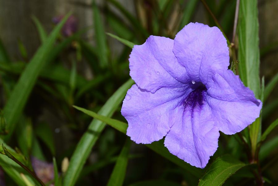 Petunia and Raindrops Photograph by Warren Thompson