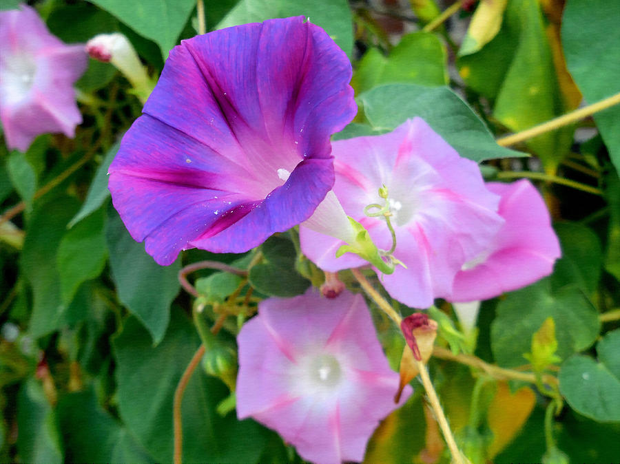 Petunia Blossom 8 Painting by Jeelan Clark | Fine Art America