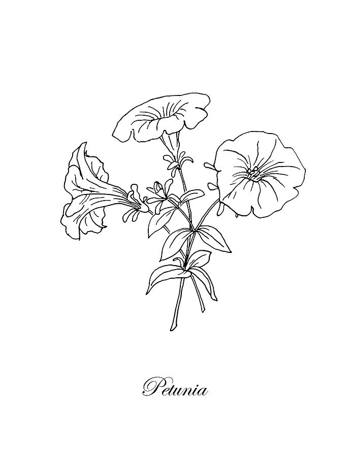 Petunia. Botanical Drawing by Masha Batkova