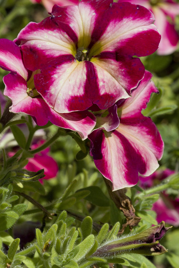 Flower Photograph - Petunia Brilliance by Vernis Maxwell