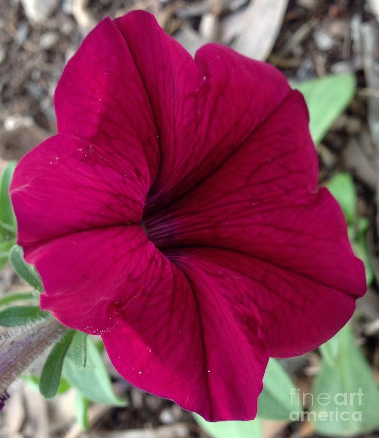 Petunia Flower Photograph by By Divine Light