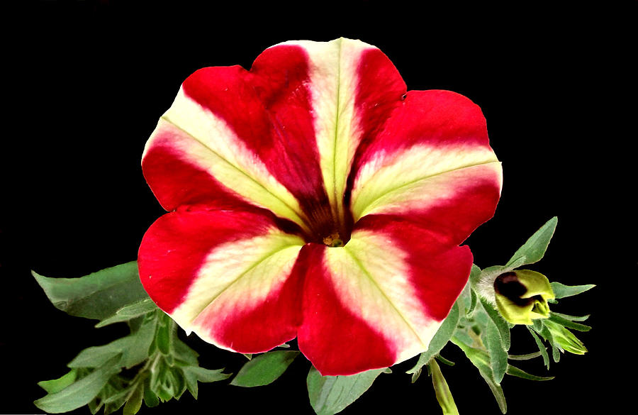 Petunia in Red and White Photograph by Olga Zavgorodnya - Fine Art America