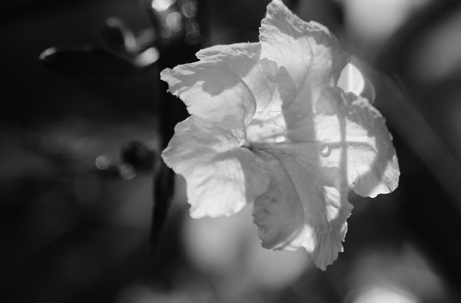 Petunia Light Black and White Photograph by Warren Thompson