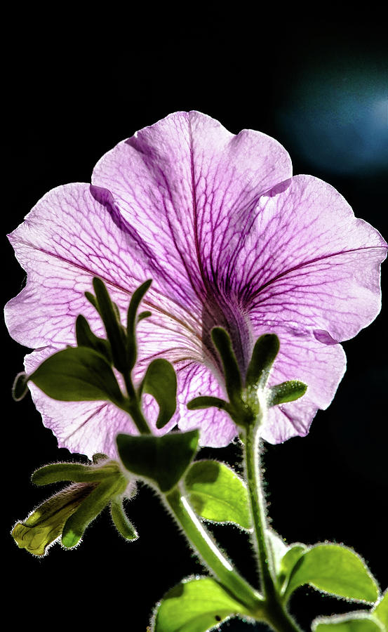 Petunia Photograph by Nick Mares