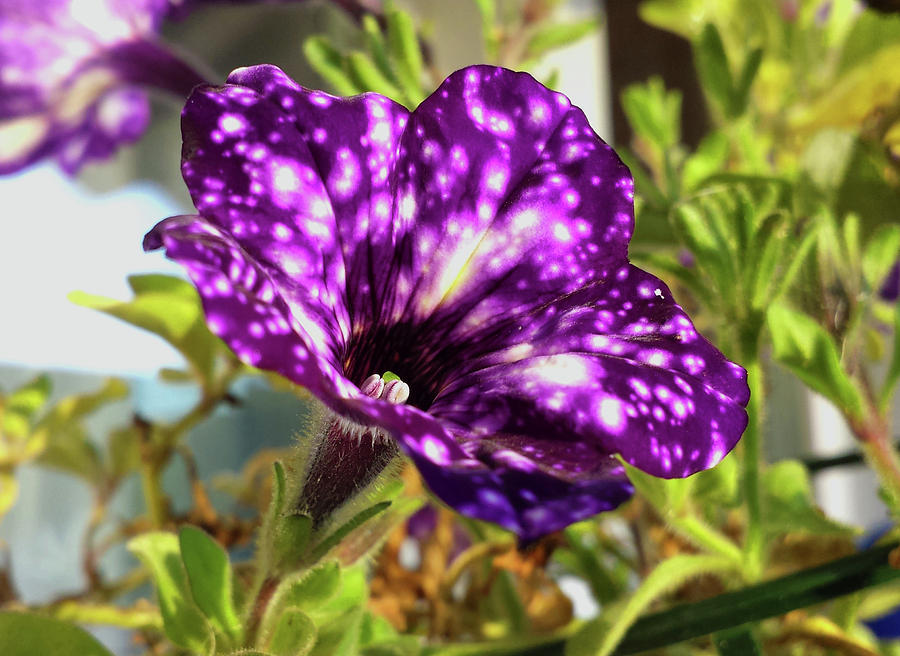 Petunia Nightsky, Ultraviolett Colors Photograph by Tamara Sushko