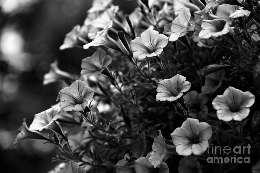 Petunias 1 Black and White Photograph by Marina McLain
