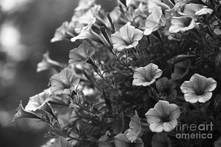 Petunias 2 Black and White Photograph by Marina McLain