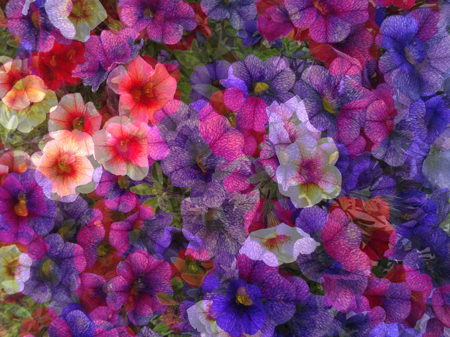 Flower Photograph - Petunias a Plenty by Lyn Perry