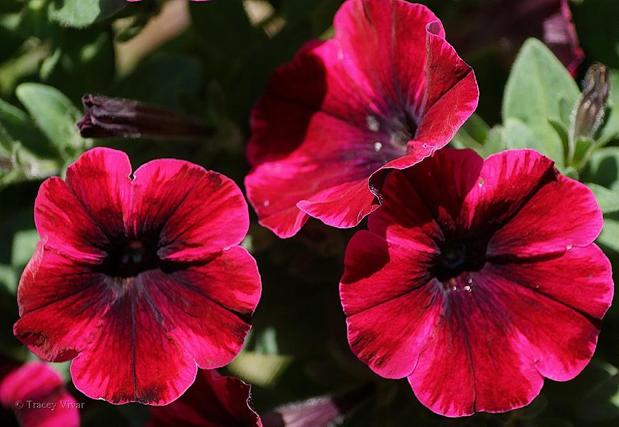 Petunias in Magenta Photograph by Tracey Vivar