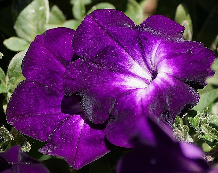 Petunias in Purple Photograph by Tracey Vivar