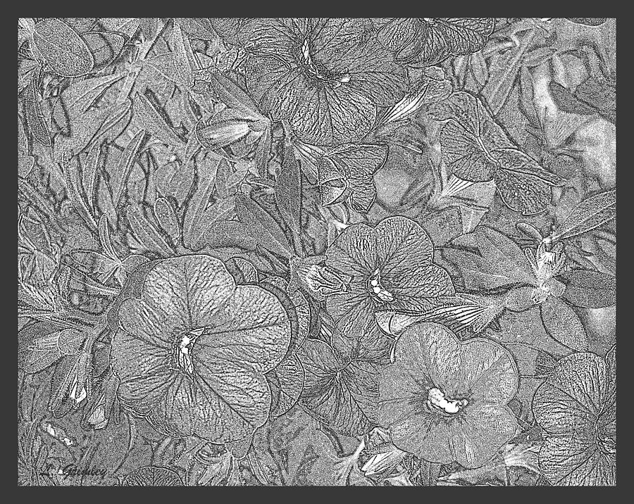 Petunias Drawing by Lessandra Grimley